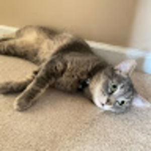 Meet your Posher, Ivy